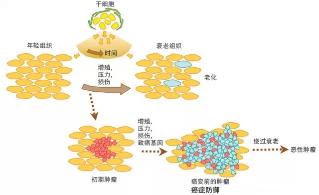 干細胞、壓力、衰老和癌癥之間潛在的相互作用