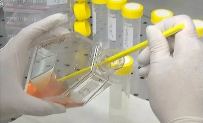 干細(xì)胞研究不再“霧里看花”