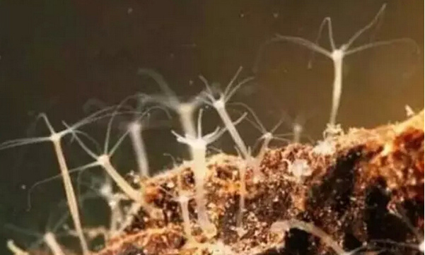 說(shuō)說(shuō)干細(xì)胞與生物“抗衰老”之間的奧秘