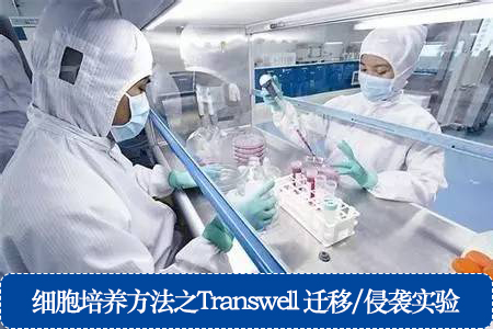 細(xì)胞培養(yǎng)方法之Transwell 遷移/侵襲實(shí)驗