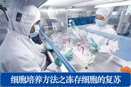 細(xì)胞培養(yǎng)方法之凍存細(xì)胞的復(fù)蘇