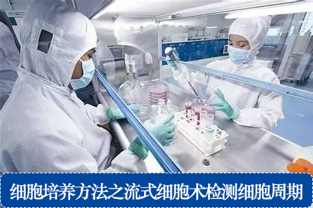 細胞培養(yǎng)方法之流式細胞術(shù)檢測細胞周期