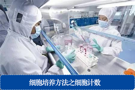 細(xì)胞培養(yǎng)方法之細(xì)胞計(jì)數(shù)
